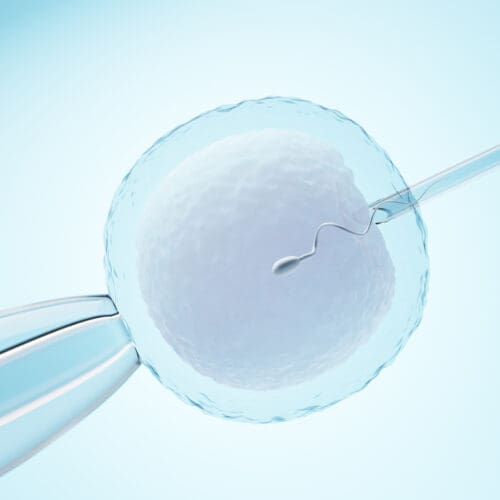 Ovum with needle for artificial insemination or in vitro fertilization